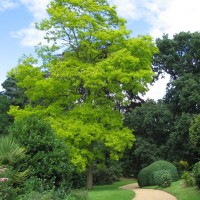 False Acacia